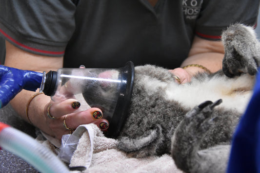 Koala Conservation Australia: Behind the Scenes of Our Koala Research Project