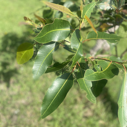 The not so boring borers helping protect our eucalypts