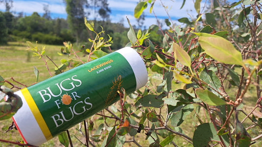 The Bugs Are Back – Protecting Our Koala Food Trees