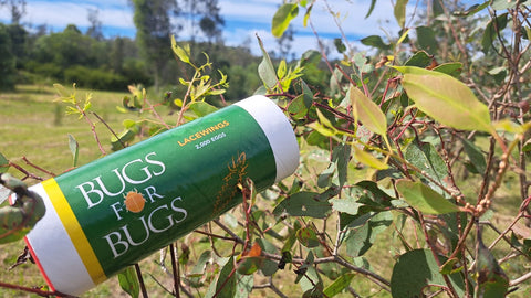 The Bugs Are Back – Protecting Our Koala Food Trees
