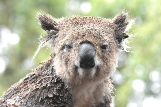 bushfire koala victim nabiac austin looking directly at the camera while he was in care at Port Macquarie Koala Hospital in 2020