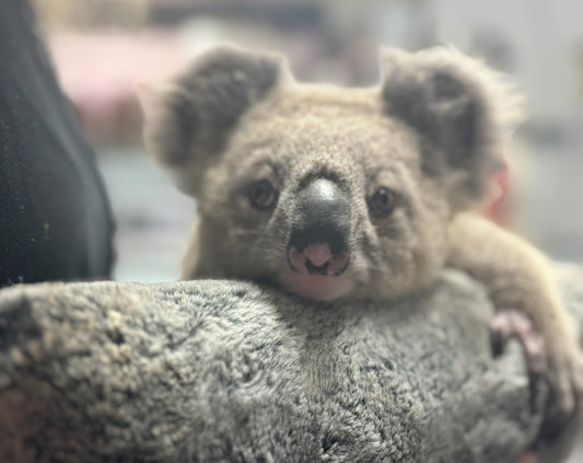 young joey koala on a cushion receiving vet treatment at the Koala Hospital Port Macquarie looking directly at the camera