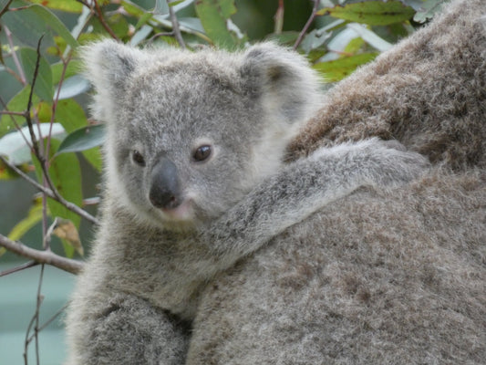 Why the Great Koala National Park is a turning point for koala conservation