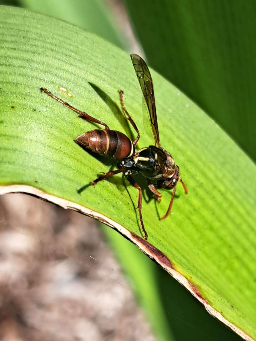 Nature at Work: How Paper Wasps Are Saving Our Swamp Lilies