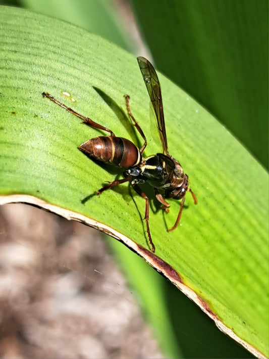 Nature at Work: How Paper Wasps Are Saving Our Swamp Lilies