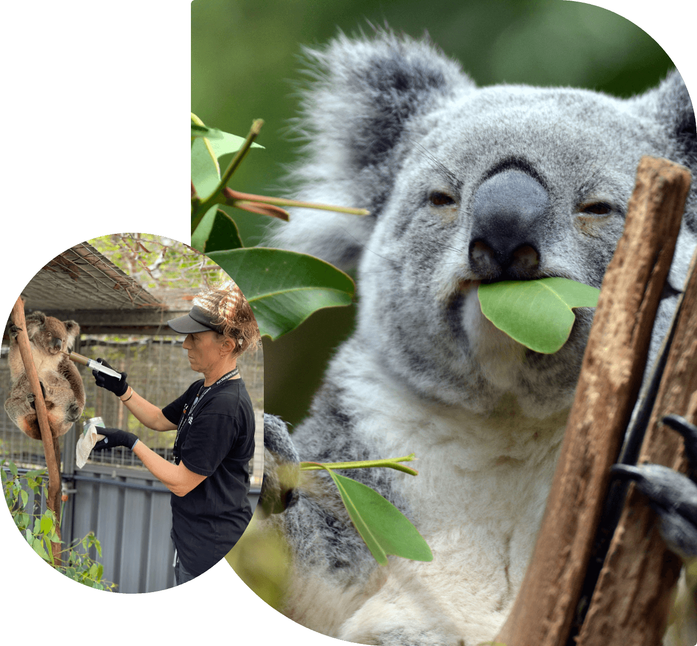 Staff member caring for a koala during rehabilitation