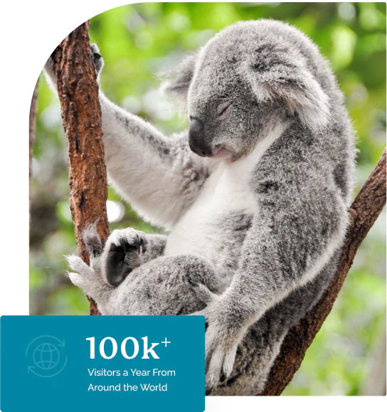 Koala sleeping in the fork of a tree