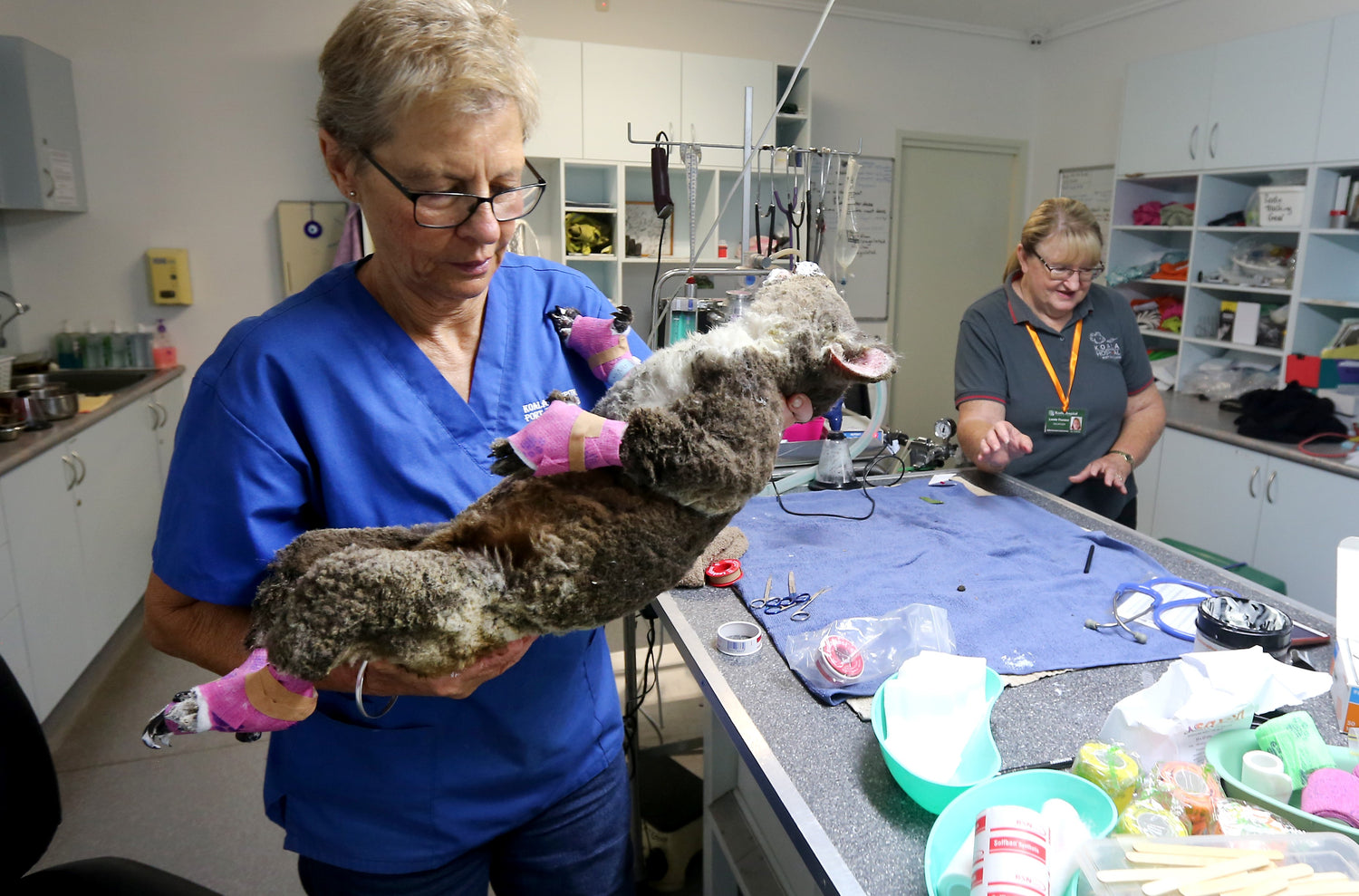 Koala Nurse Koala Doctor Australia