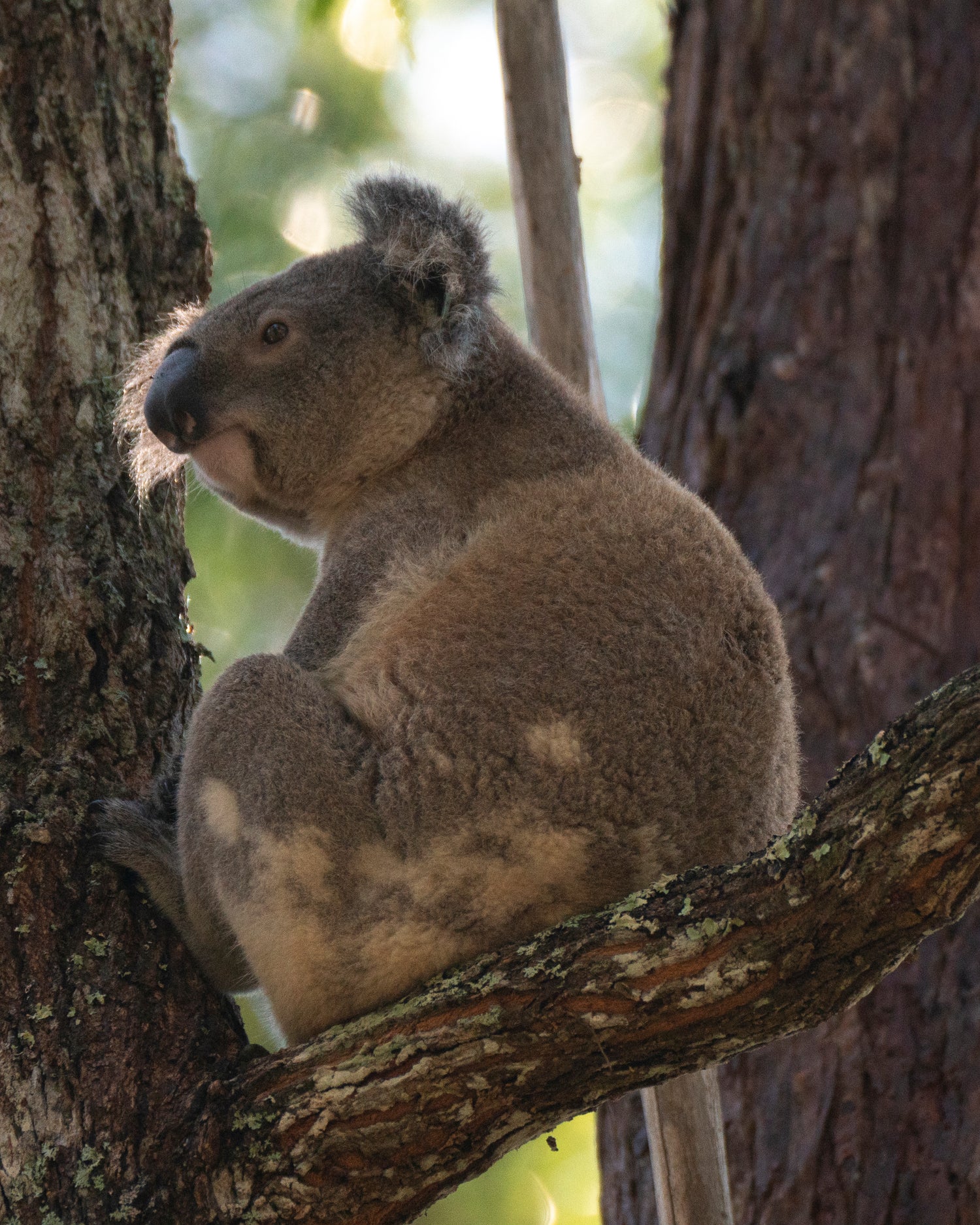 Koala Rescue, Injured Koala Australia