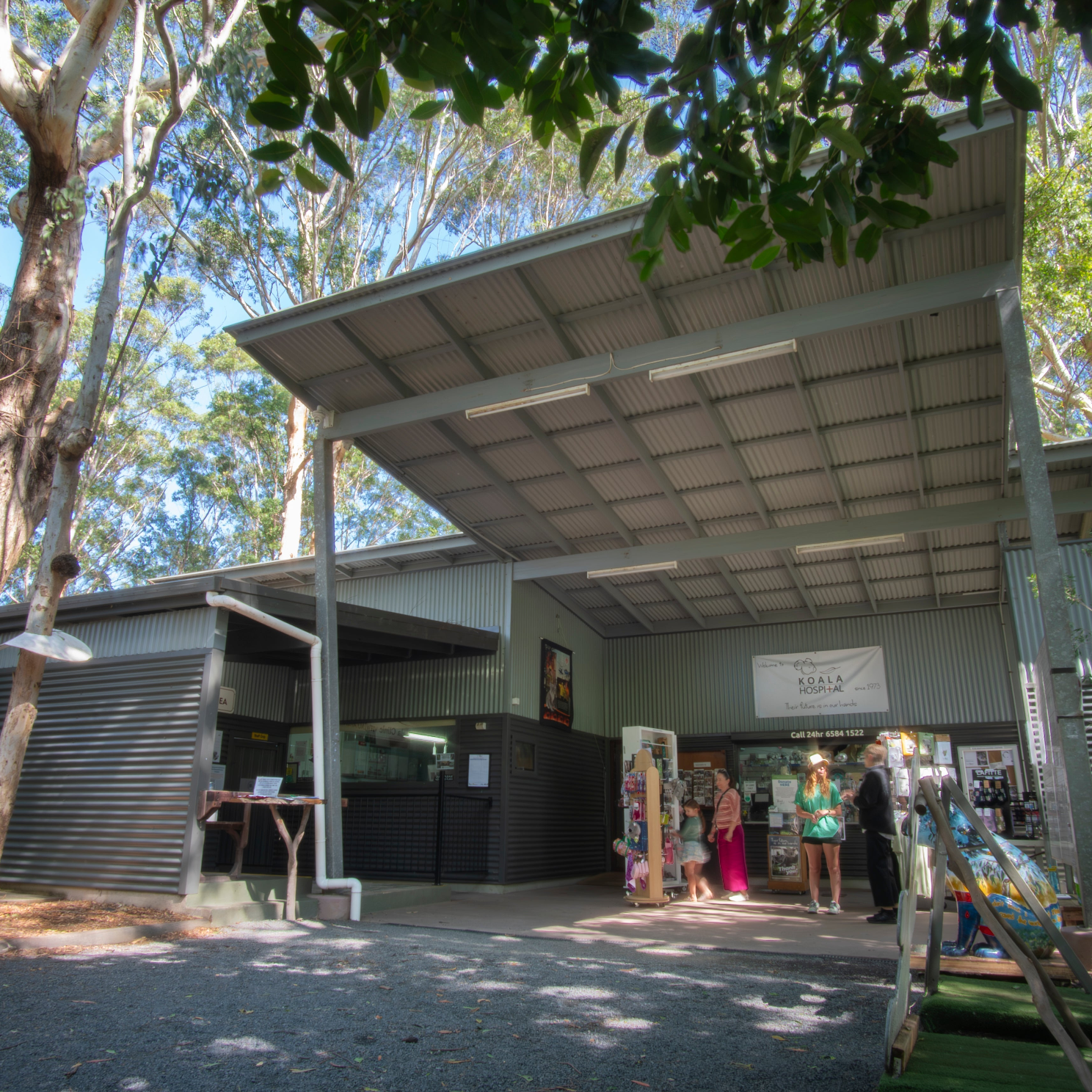 koala hospital port macquarie entrance