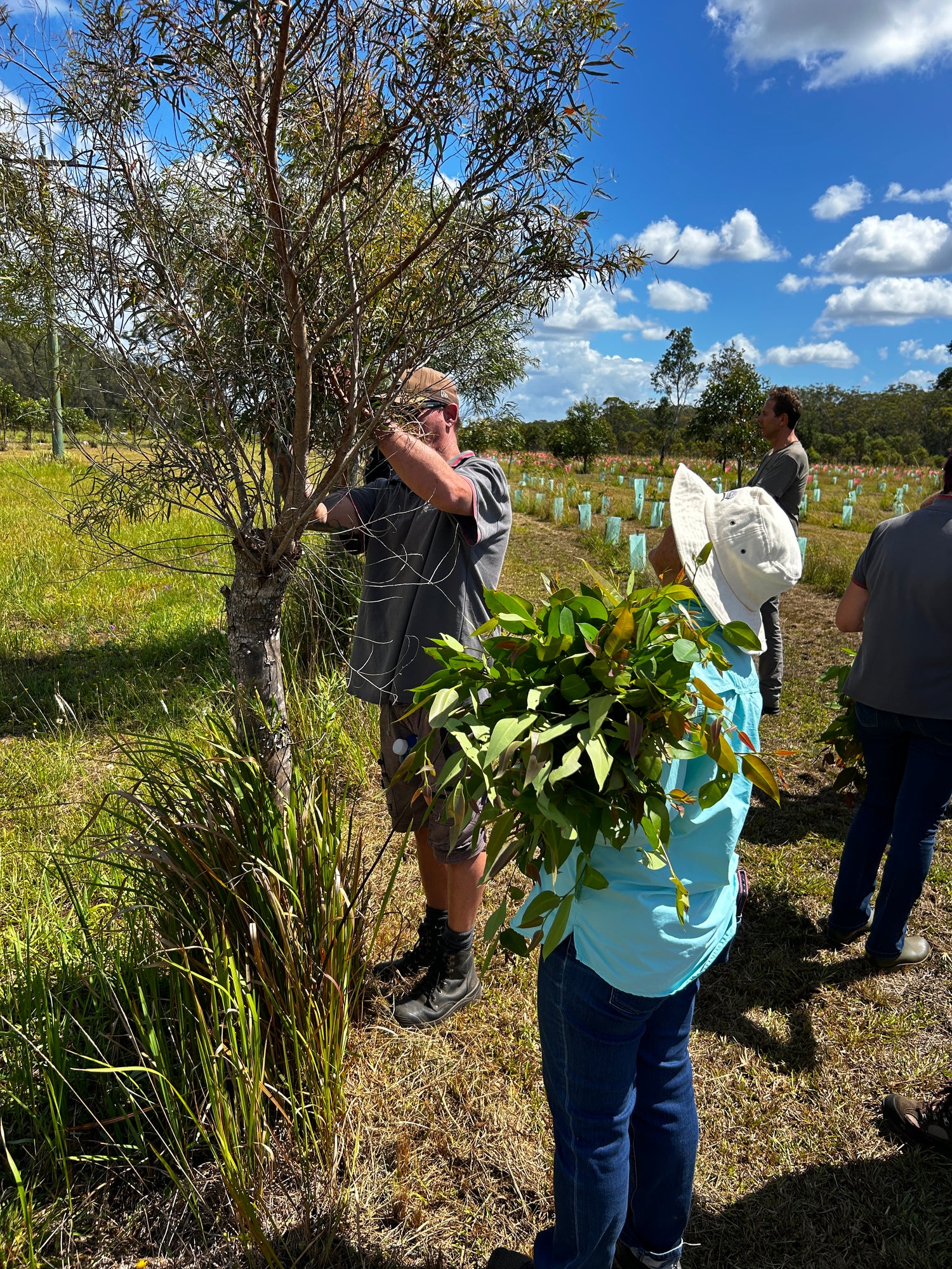 Tree Plantation for Koala Conservation