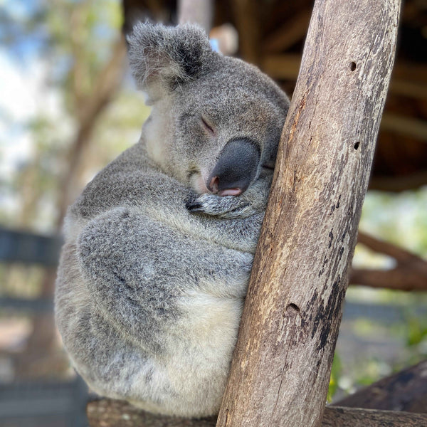 Australian Sleeping Koala Port Macquarie Koala Hospital