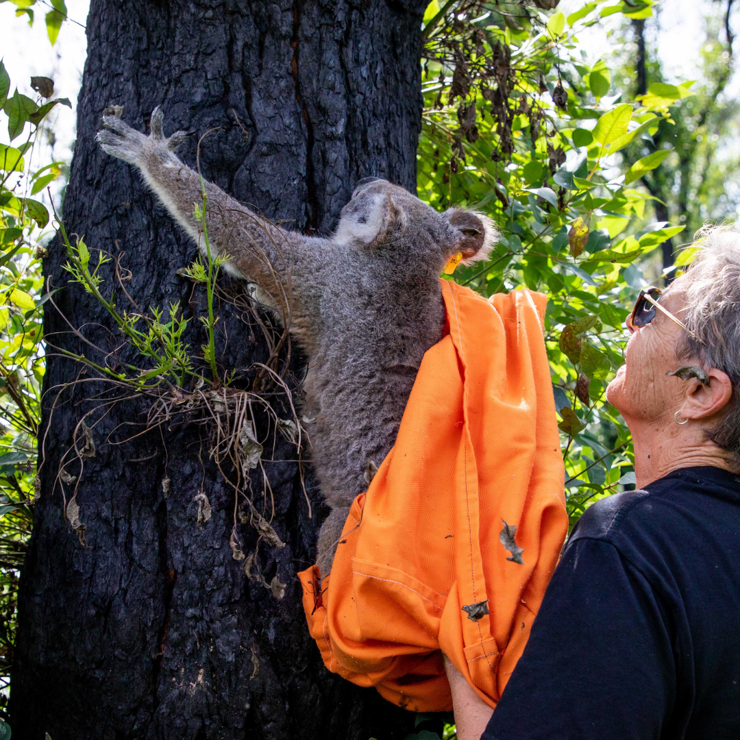 Safe Capture bag for Koalas and widlife