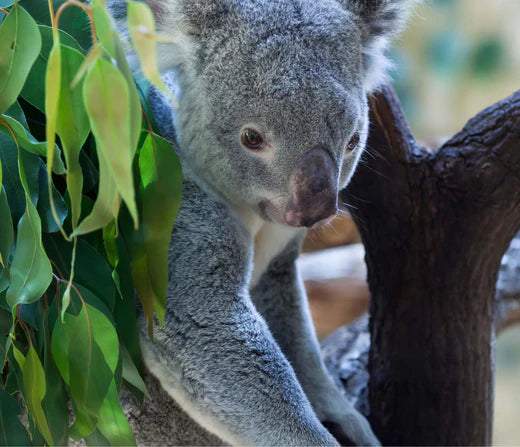 Hospital Expansion Promises Brighter Future For Koalas