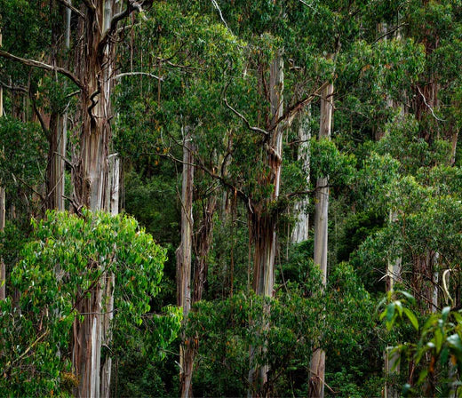 Habitat Restoration Projects Flourish, Aiding Koala Survival