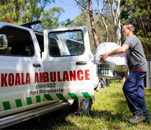 Dramatic Rescues Highlight Koala Survival Challenges