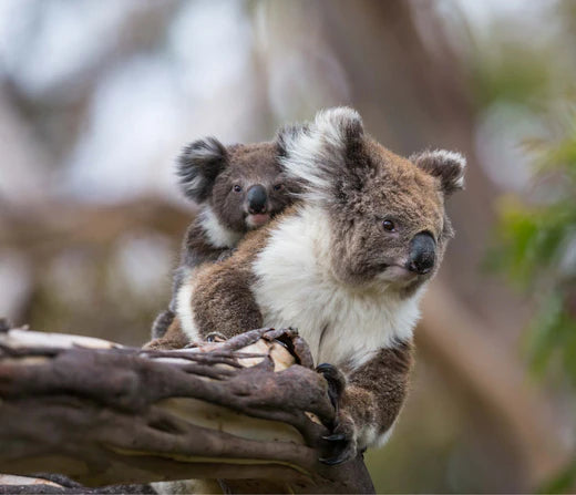 Interactive Sessions Foster Community Koala Stewardship