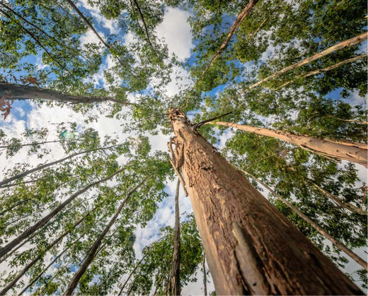 Eucalyptus Secrets Key to Koala Survival, Health