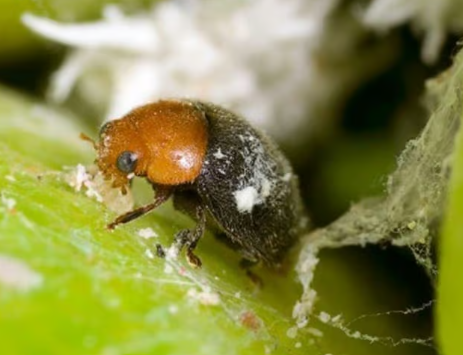 Bugs for Bugs - Managing Pests at the Plantations