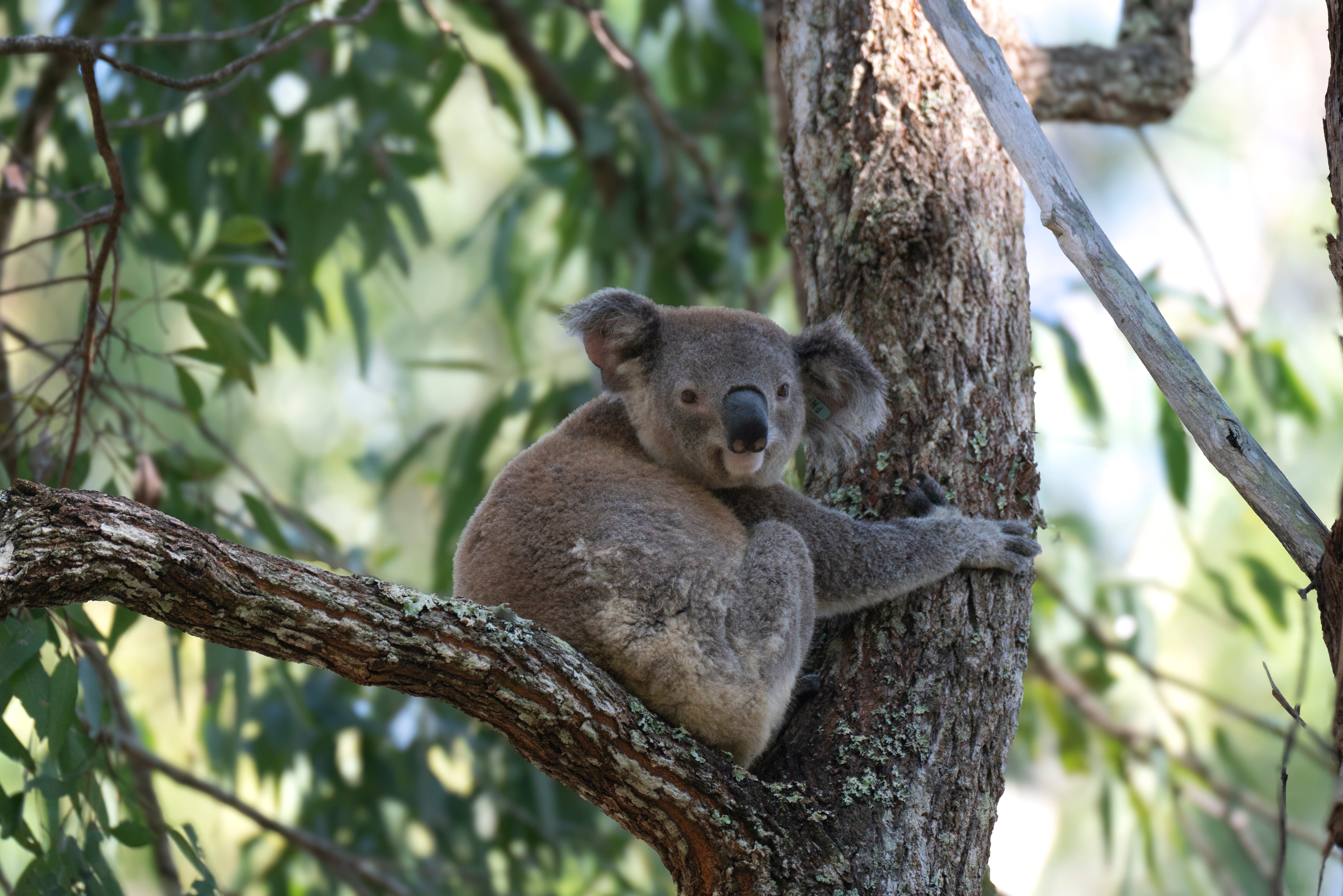Wild Koala Breeding Program - Celebrating one year at Guulabaa - Place of Koala