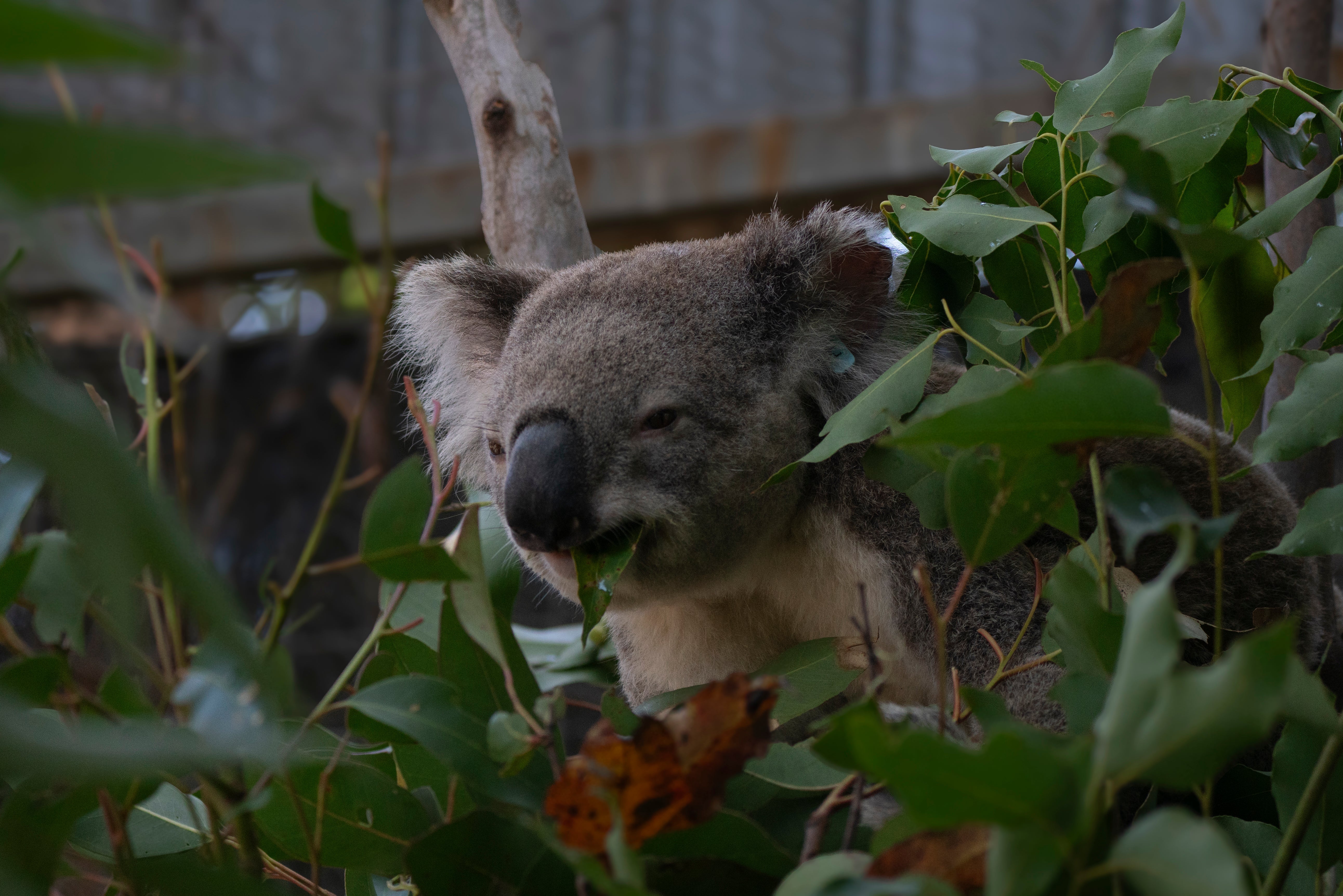 Koala Hospital Redevelopment Update - November 2025