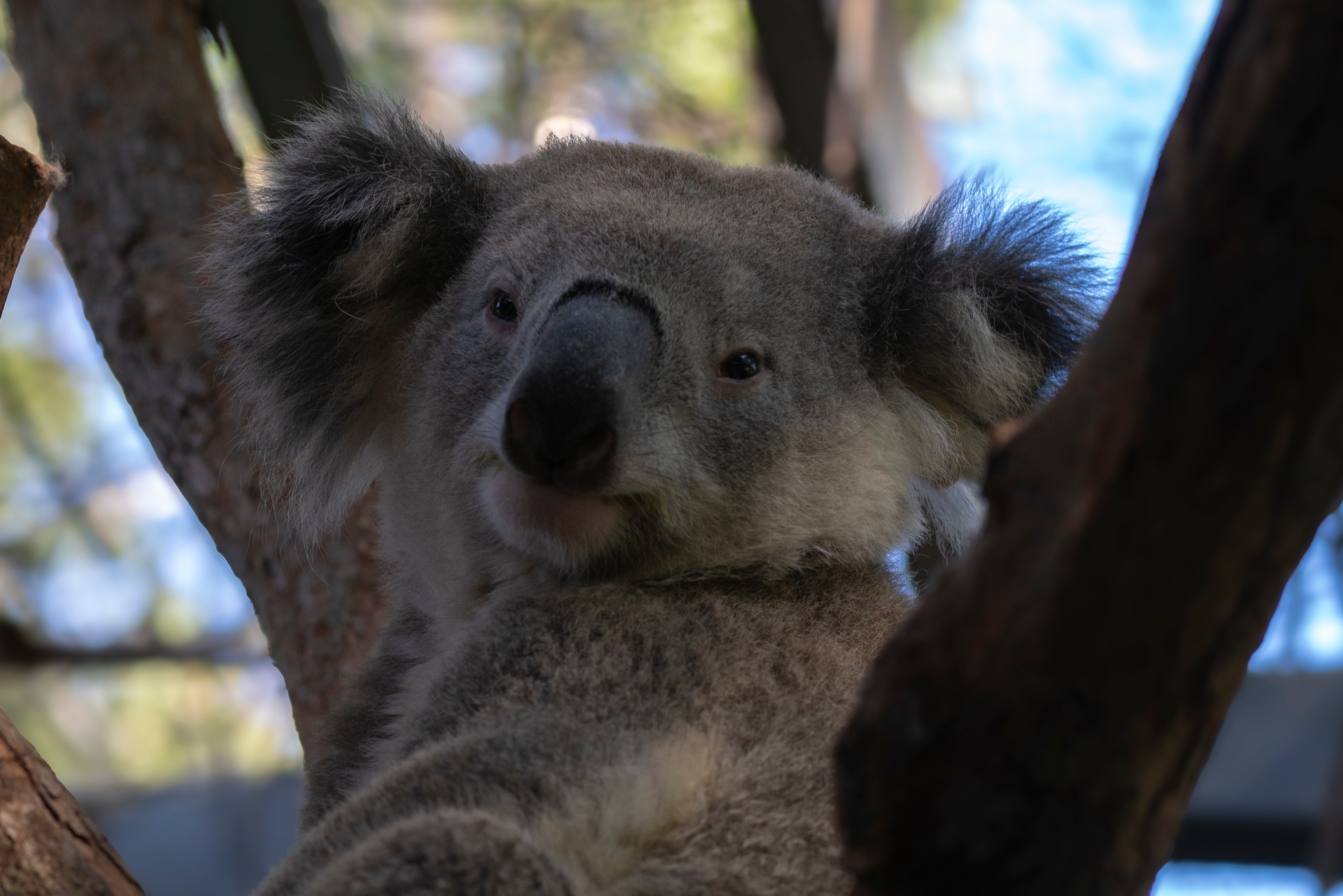 Port Macquarie Koala Hospital Redevelopment Update - December 2025