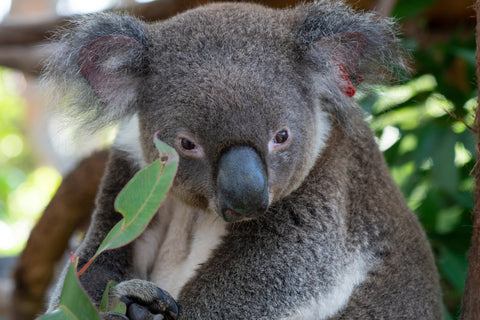 20,000 trees to boost koala conservation initiatives