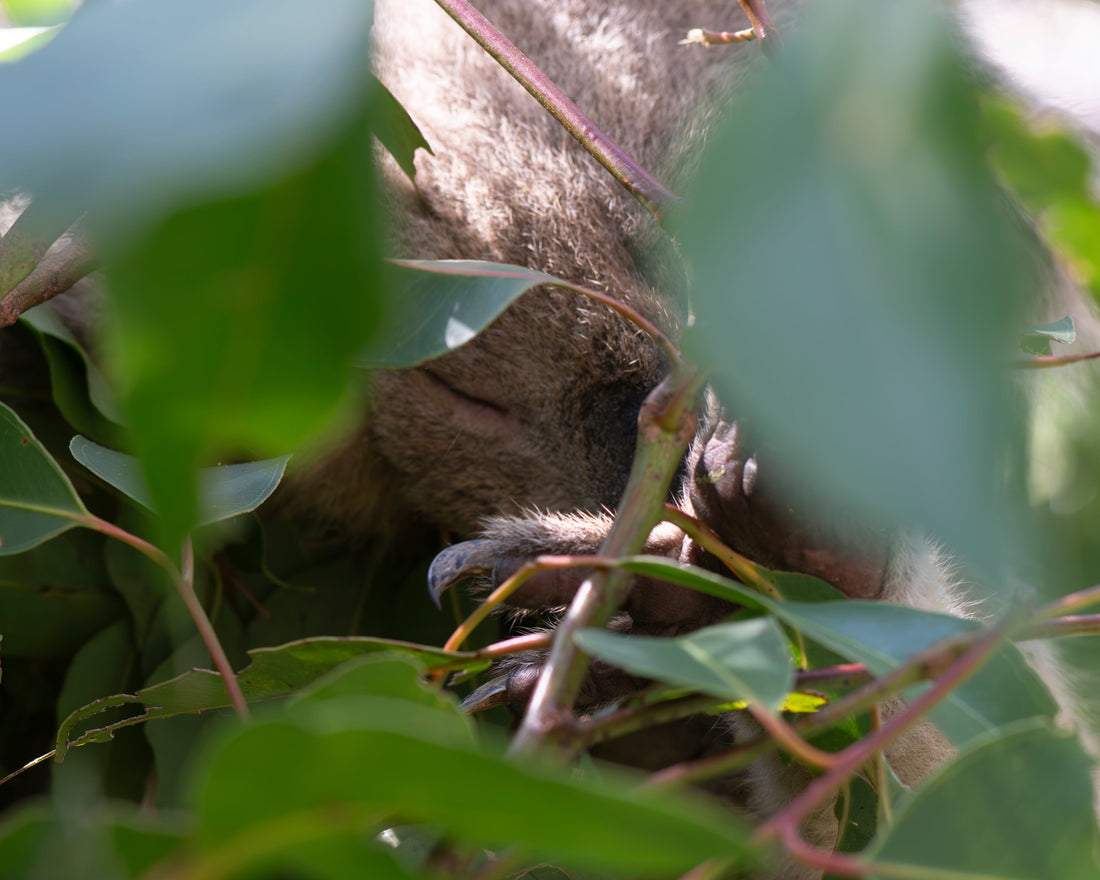 koala asleep in eucalypt leaves