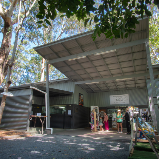 Exciting times for the Koala Hospital Port Macquarie