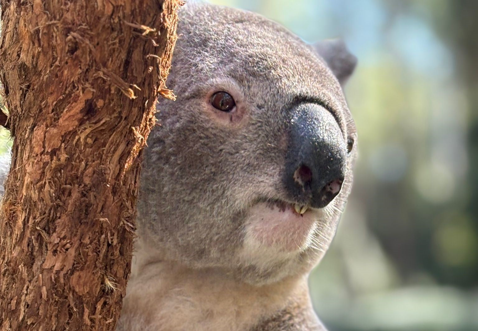 Wild Koala Breeding Guulabaa welcomes 'Founder' koalas!