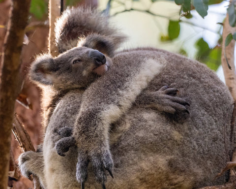Koala Breeding Season: New Life and New Dangers