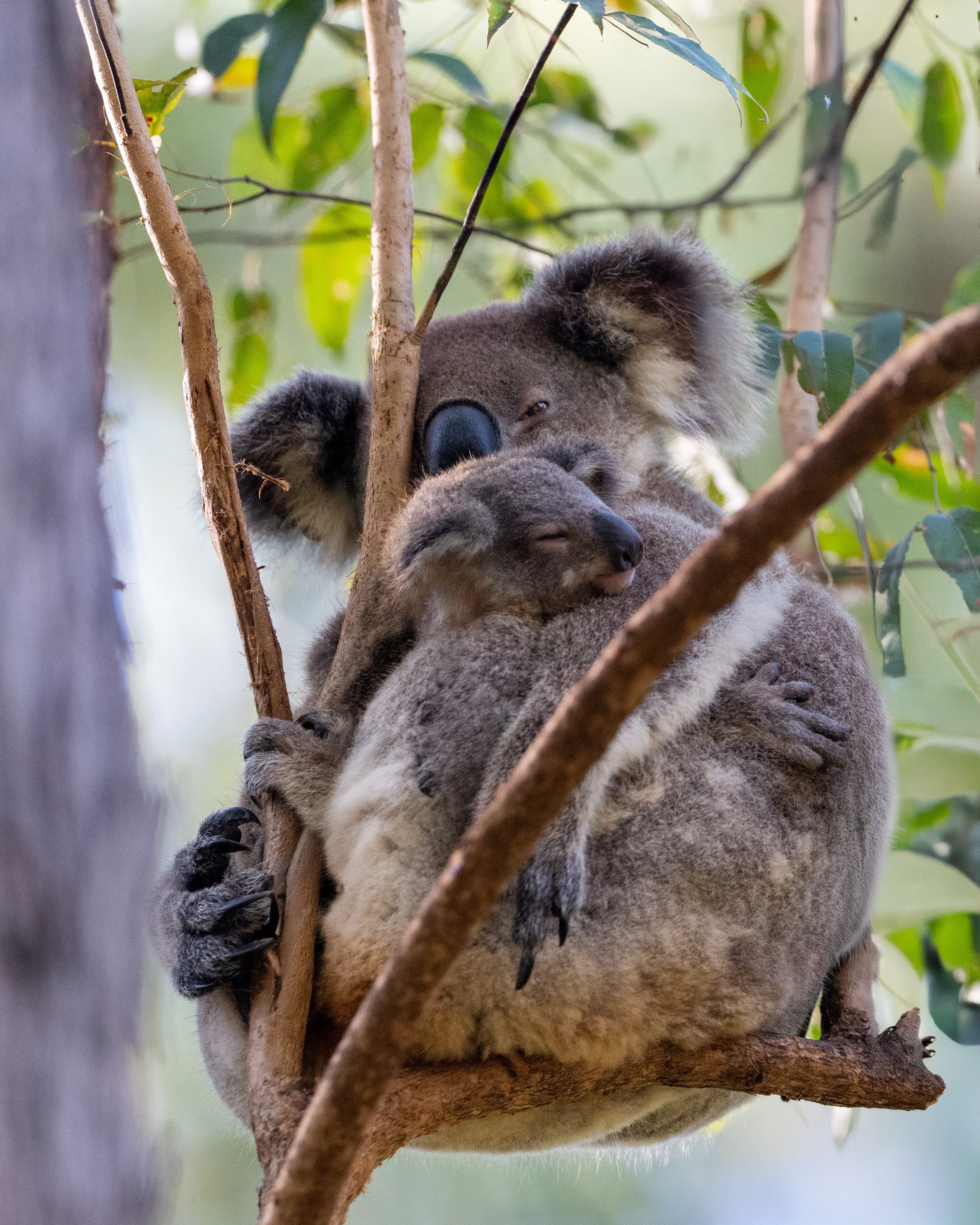 Koala Conservation Australia Celebrates Landmark Success in World-First Wild Koala Breeding Program