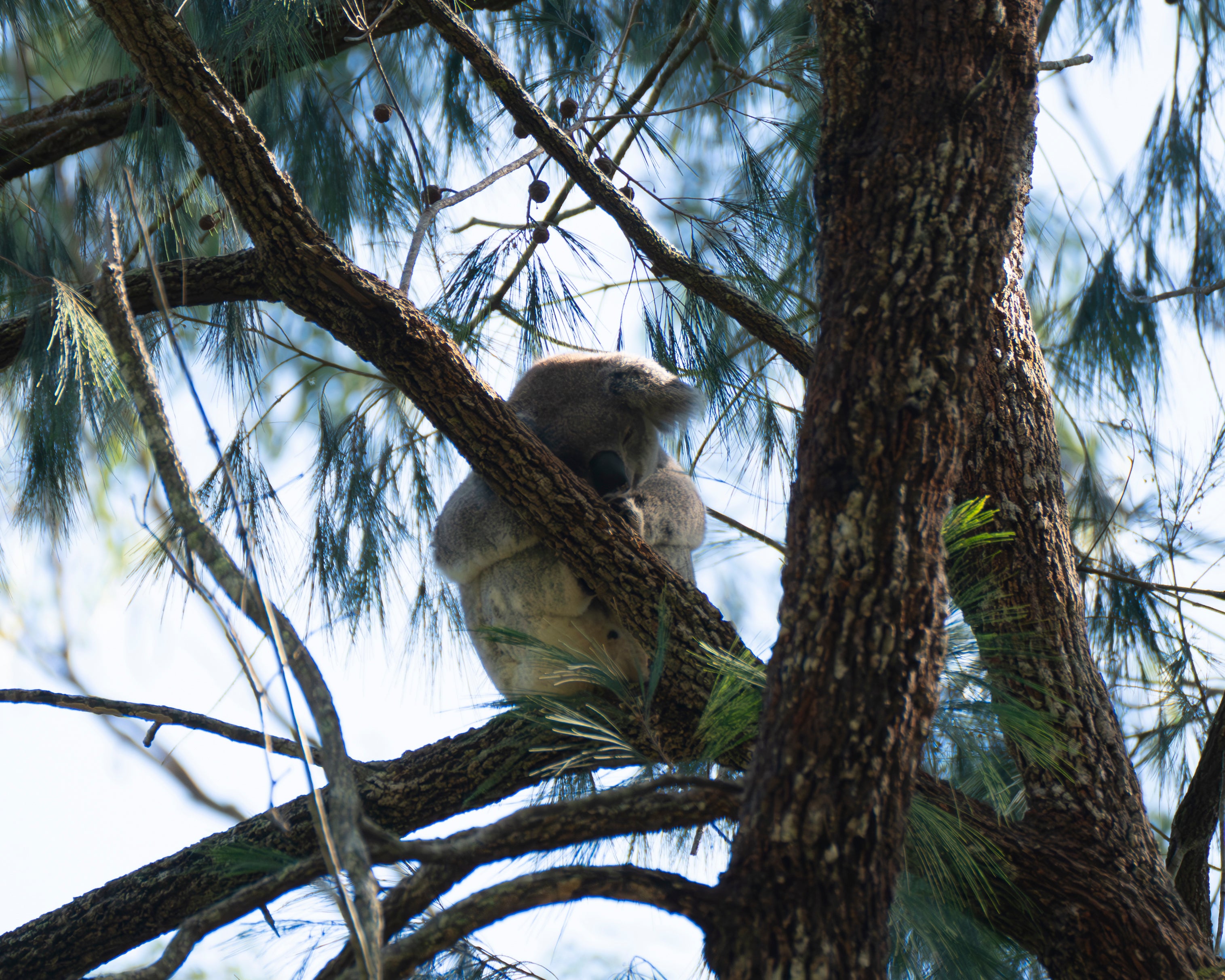 Why this world first breeding program will help save our koalas