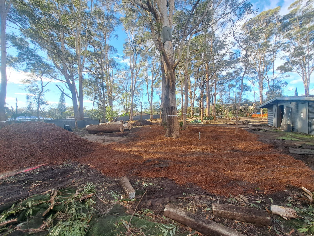 Port Macquarie Koala Hospital Redevelopment Update - 10 June 2025