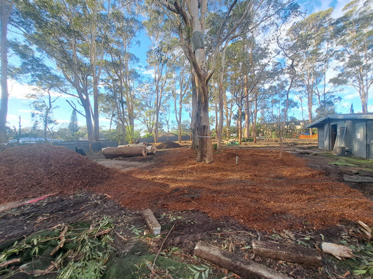 Port Macquarie Koala Hospital Redevelopment Update - 10 June 2025