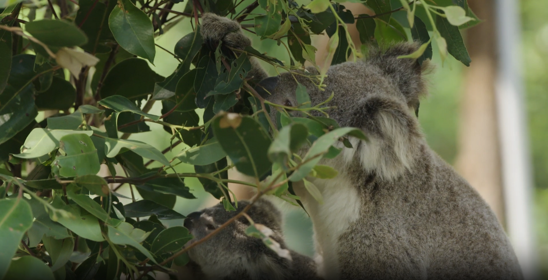 Wild To Wild: The Growing Legacy of the Wild Koala Breeding Program