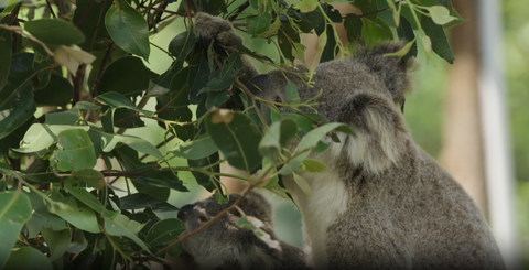 Wild To Wild: The Growing Legacy of the Wild Koala Breeding Program
