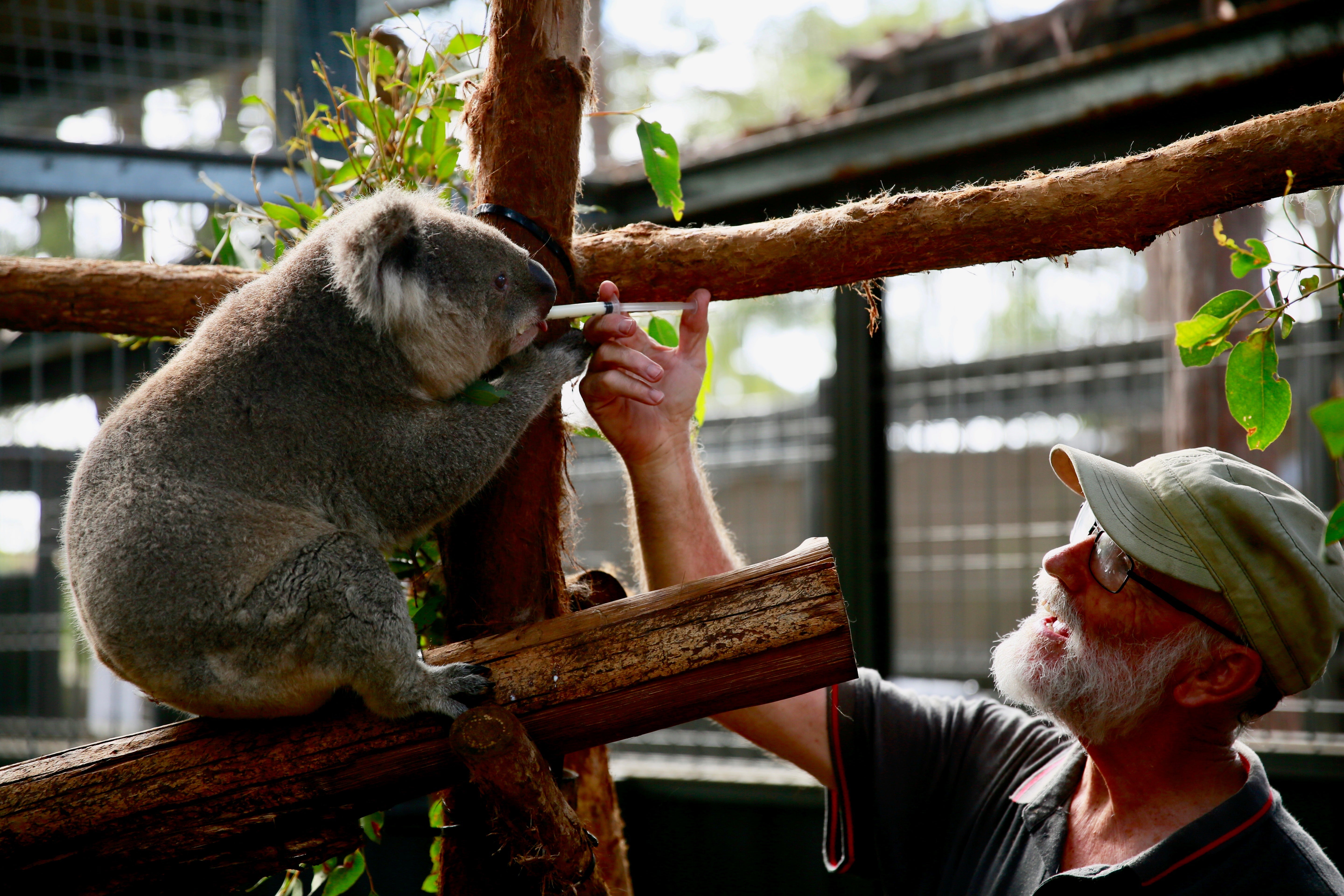 Celebrating the Heart of Koala Conservation: Our Volunteers - Meet Mick