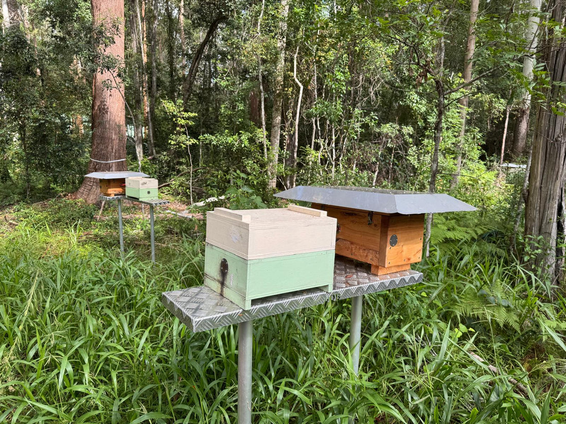 native bee hives at Wild Koala Breeding Centre Guulabaa