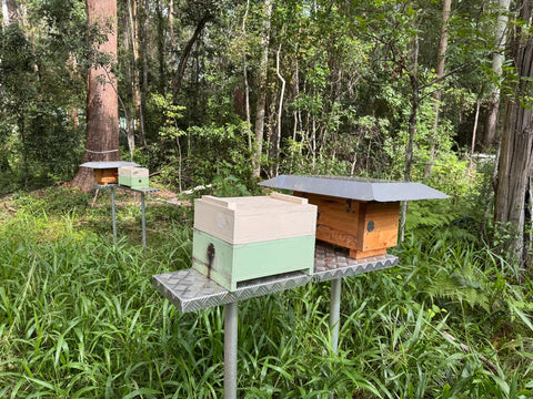 How a 'Billion Bees' are helping save koalas