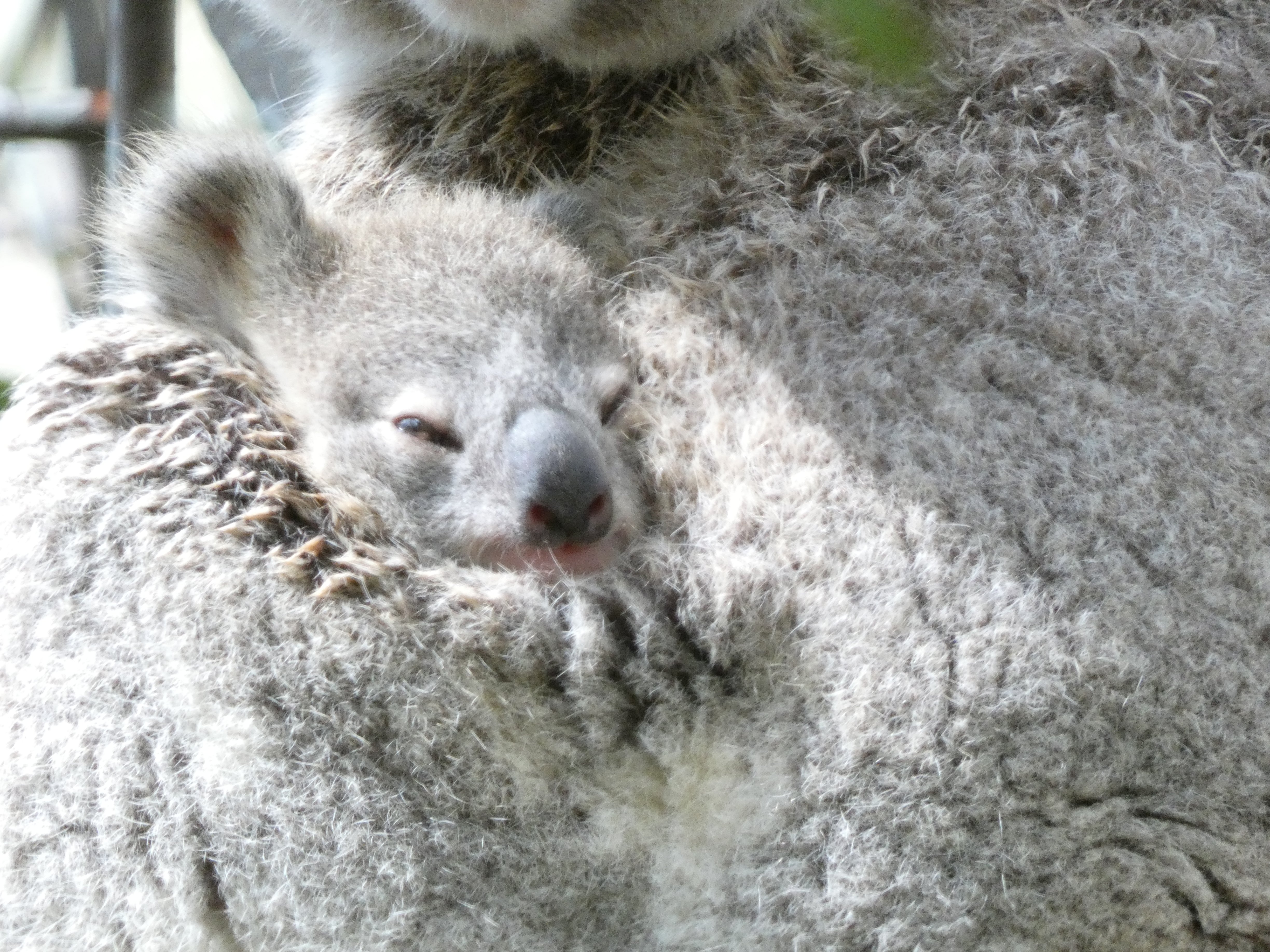 Securing the Future of Koalas: How Wild Breeding Offers Real Hope