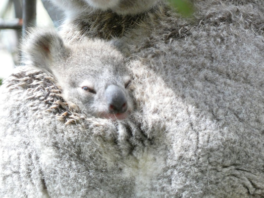 koala joey snuggled into mum at wild koala breeding centre
