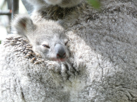 Securing the Future of Koalas: How Wild Breeding Offers Real Hope