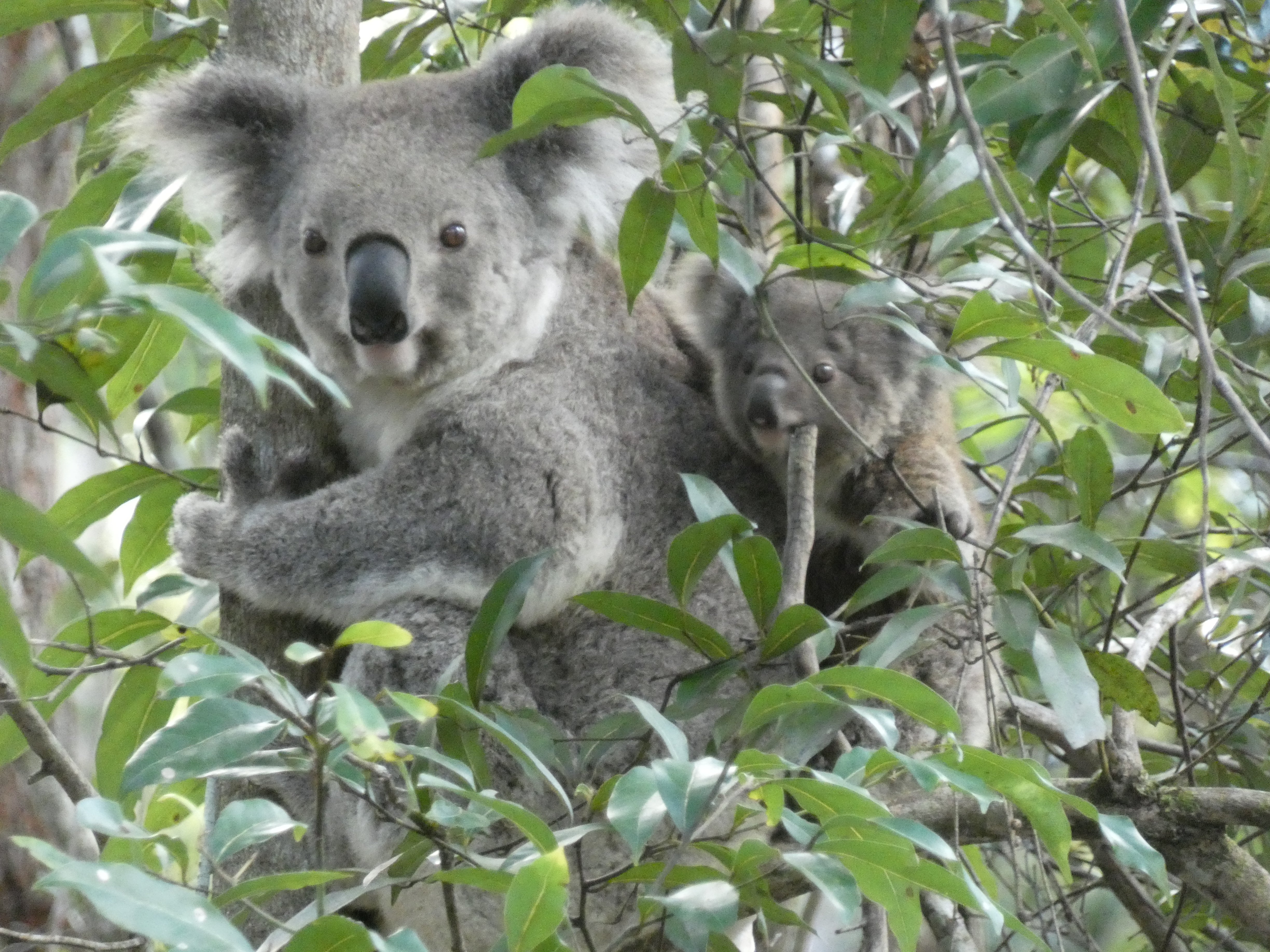Rescued koalas Jody and Myka accepted into world-first koala breeding program