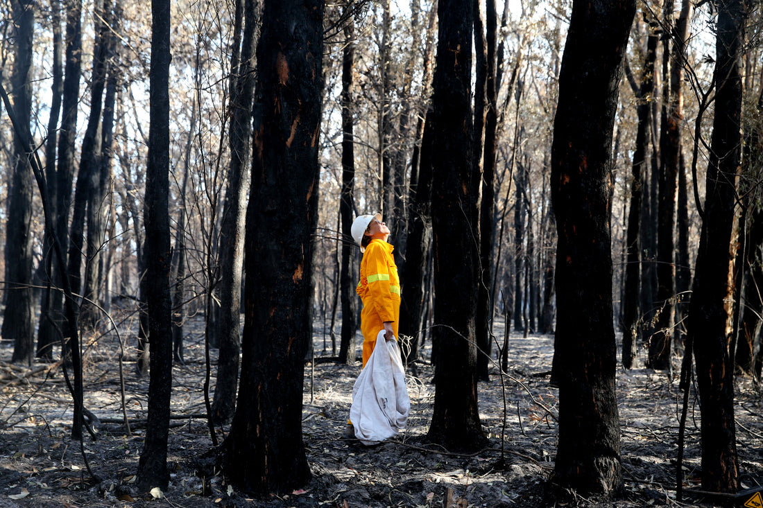 blacksummer bushfire ground with rescuer looking for wildlife