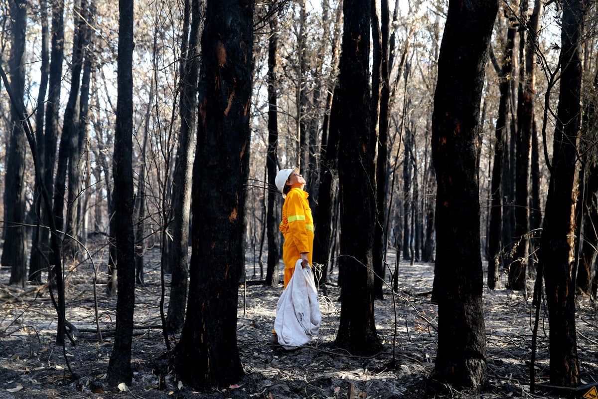 Looking Forward Looking Back : Memories of the Black Summer Bushfires ...