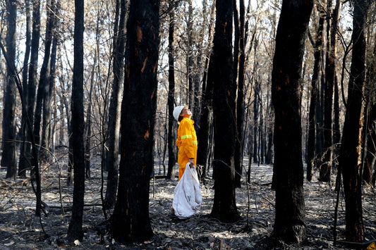 blacksummer bushfire ground with rescuer looking for wildlife