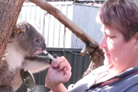Celebrating the Heart of Koala Conservation: Our Volunteers - Meet Sharyn