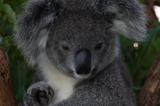 Exciting Times at Koala Conservation Australia