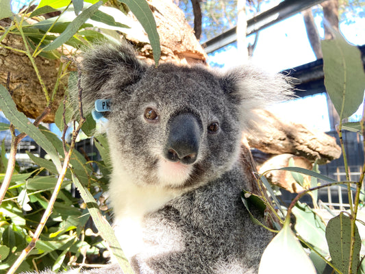 Koala Hospital Moves into Next Phase with Community Support